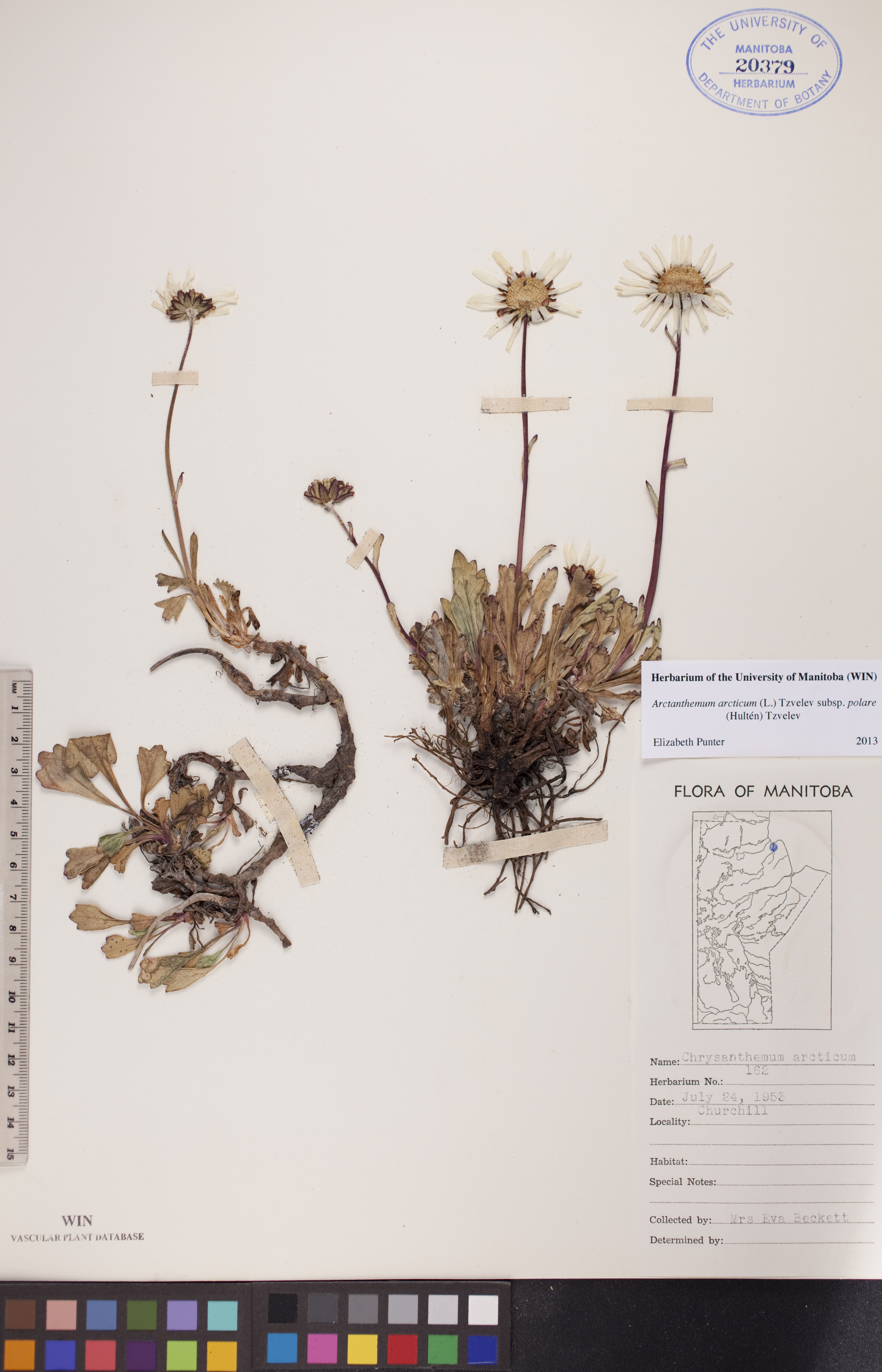 Chrysanthemum arcticum subsp. arcticum image